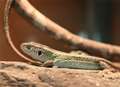 Rare reptiles brought to Kent