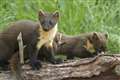 Baby success for England’s first reintroduced pine martens