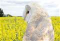 Search mounted to find flyaway barn owl