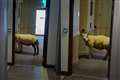 Sheep baffles hotel staff after being spotted ‘waiting for lift’