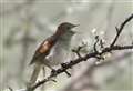 Nightingale Festival celebrates nature's best soloists