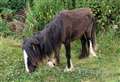 Neglected pony found ‘crawling with maggots’ on road