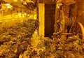 300 cannabis plants found next to police station