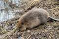 Fewer beavers destroyed as efforts to expand population continue