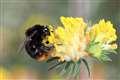 Bees flourishing thanks to new wildlife corridors in South Downs National Park