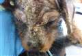 Dachshunds found in house with ‘severe skin disease’