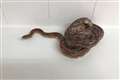 3ft corn snake discovered in family’s bathroom