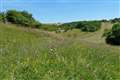 Golf course becomes haven for butterflies in South Downs National Park