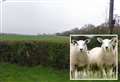 Man fined £6k after sheep ‘mauled’ by dogs