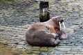 Thor’s day: Wandering walrus delights locals after appearing in seaside town