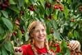 In Video: Cherry pickers start to harvest 6,000-tonne British crop