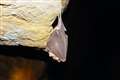 Covid-19 lineage circulating in bats for up to 70 years, say researchers