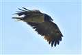 Public flocking to see massive vulture will keep it safe, say conservationists