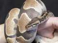 Snakes stolen from Sheerness