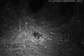 Rare egg-laying mammal named after Attenborough caught on film for first time