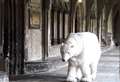 Polar bear visits cathedral