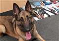 Police dog tracks down burglar