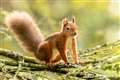 Charity in £8m appeal to buy estate and help create squirrel ‘superhighway’