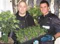 Police shut down another cannabis farm