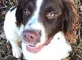 Three charged over spaniel thefts