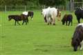 Shetland pony herd evacuated following diesel spill at RAF base