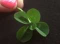 Boy finds rare five-leaf clover