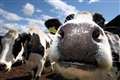 Cow’s milk ‘increasingly’ behind fatal allergic reactions – study