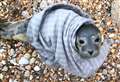 Seal pup rescued after rock ordeal