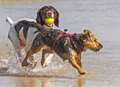 Beaches to walk the dog on