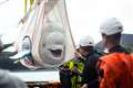 Two rehabilitated beluga whales take first open water swim