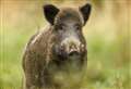 Kent man arrested after being spotted next to dead wild boar