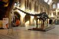 Dippy the Dinosaur to return to Natural History Museum