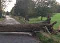 Village road reopened after tree fall