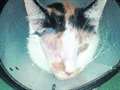 Peanut the cat loses eye in gun attack