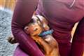 Floyd the sausage dog found with the help of bacon