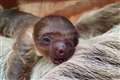 Baby sloth takes keepers by surprise at zoo