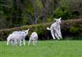 Put a spring in your step: Kent lambing events 