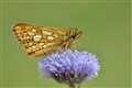 Four-fifths of UK butterfly species have declined since 1970s