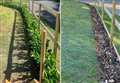 75 bushes stolen from grandparents' garden