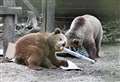 Rescued bears leave Kent animal park