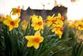 Spring flower display to brighten up castle grounds