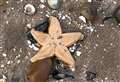 Beach littered with dead starfish