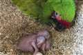 ‘Beautiful’ great green macaw chicks hatch for first time at Chester Zoo