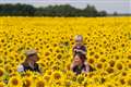 Sunflower crop earliest for more than a decade following heatwave