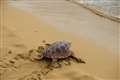 Plastic creates ‘evolutionary trap’ for young sea turtles, study suggests