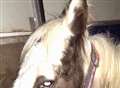Abandoned pony rescued from death 