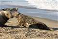 Seal known as Mrs Vicar due to white plastic round her neck is finally rescued