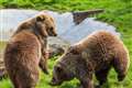 Bears named Cinderella and Sleeping Beauty wake in time for zoo’s reopening