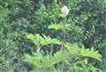 Walkers warned of dangers of toxic plants