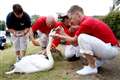 Public kept an eye out for Queen’s injured swans during lockdown